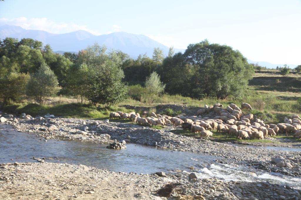 La Mosu Βίλα Porumbacu de Sus Εξωτερικό φωτογραφία